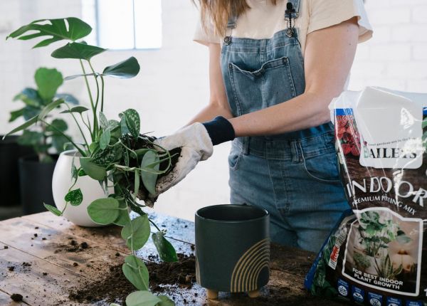 How to Repot an Indoor Plant