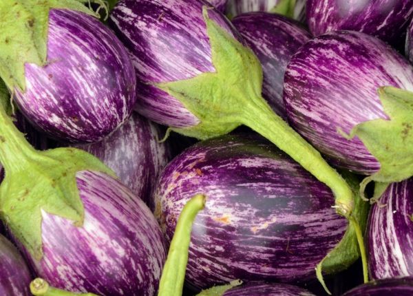 Growing Eggplant in WA