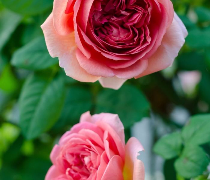 Radiant Roses