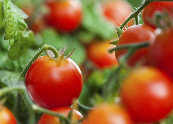 Growing Tomatoes in WA