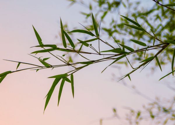 How to Grow Bamboo in Perth
