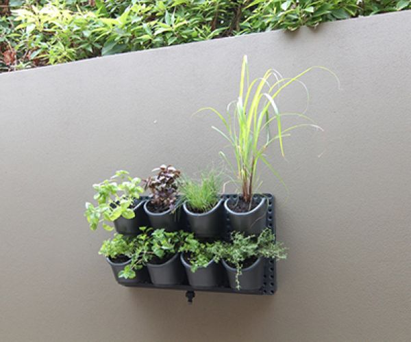Guide to growing herbs in a vertical garden