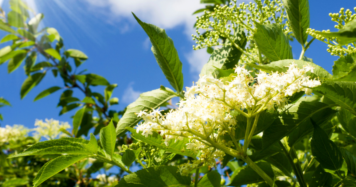 Elderflower trees, also known as Elderberry are a popular ornamental
