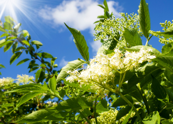 How to grow Elderflower in Perth WA