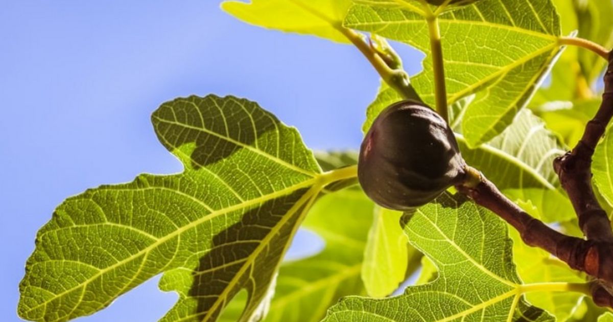 how to prune a fig tree australia