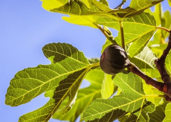 Growing Figs in WA