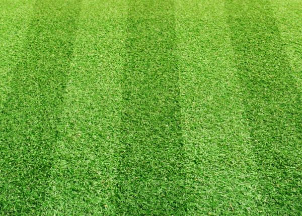 Couch Turf Grass