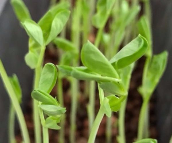 What is your plant thinking?