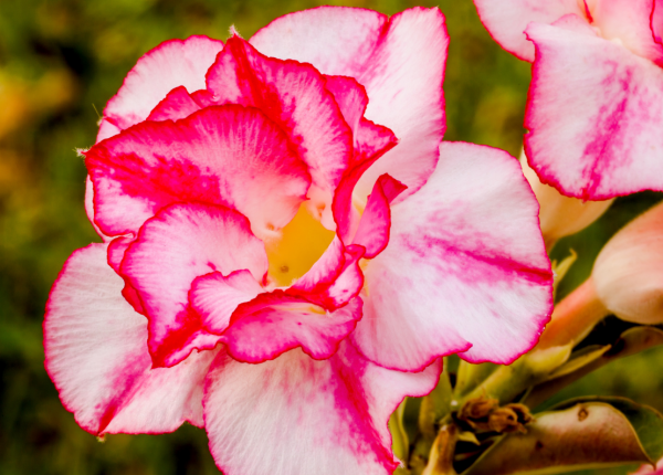 Growing Desert Rose in WA