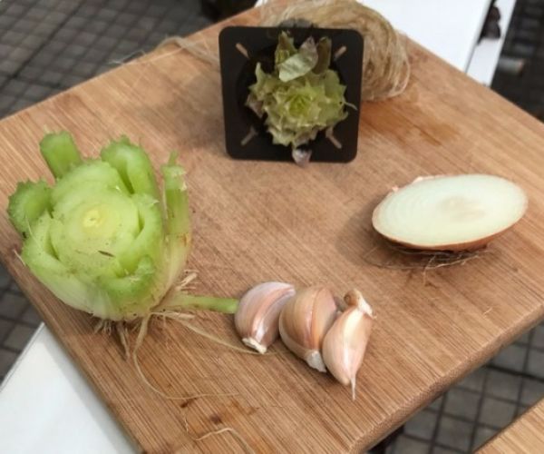 Vegetables to grow from kitchen scraps
