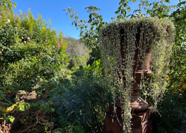 Inside Pepper Cottage - an Open Gardens Event