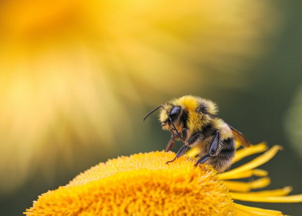 Creating a Bee Friendly Garden