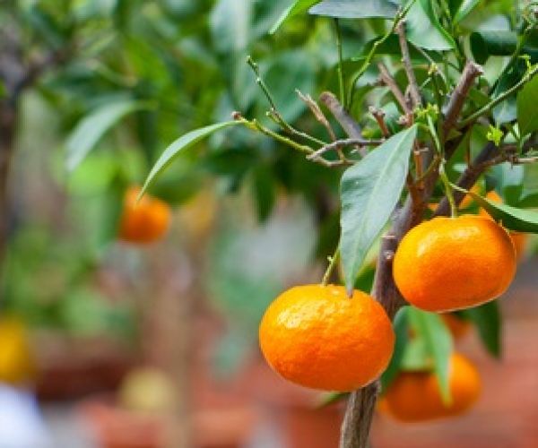 Should I prune citrus?