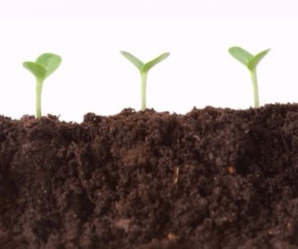 What is your soil pH and what is ideal?