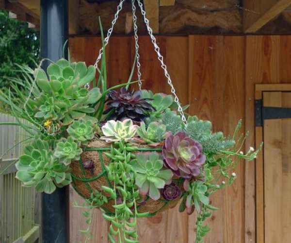 Hanging Basket Success
