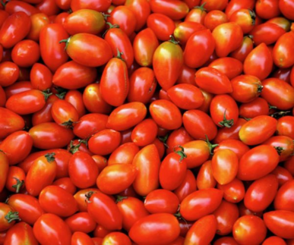 Tomato growing tips - Part 2