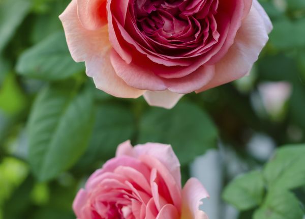 Growing Radiant Roses in WA