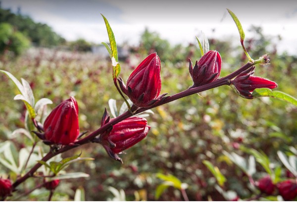 Rosella calyx plant care
